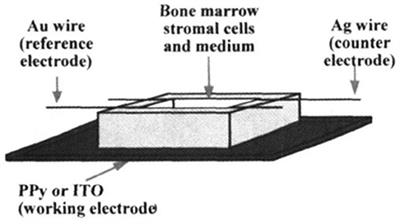 Electrical Stimulation and Conductive Polymers as a Powerful Toolbox for Tailoring Cell Behaviour in vitro